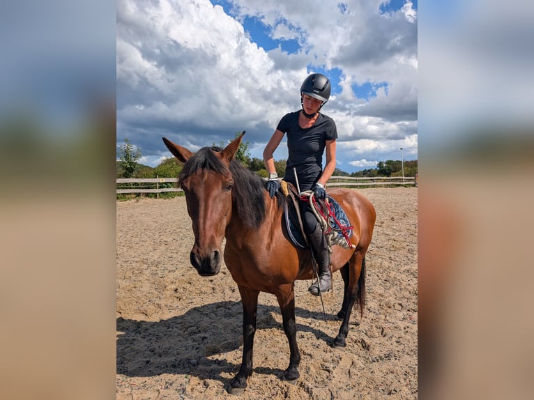 Sonstige Rassen Mix Stute 12 Jahre 154 cm Dunkelbrauner in Sankt Katharinen