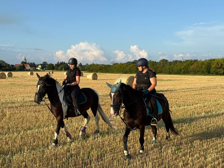 Sonstige Rassen Stute 12 Jahre 155 cm in Schönwölkau ot wölkau