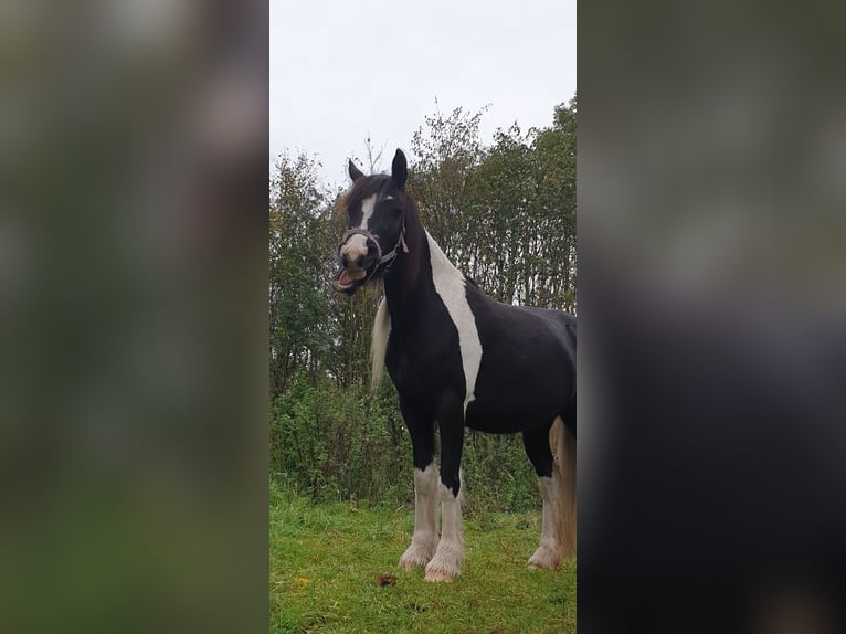 Sonstige Rassen Stute 12 Jahre 155 cm in Schönwölkau ot wölkau