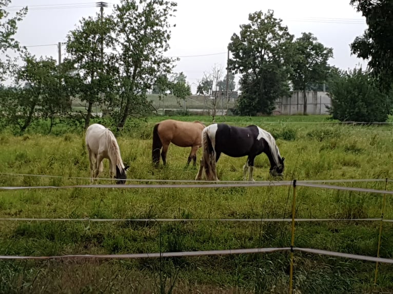 Sonstige Rassen Stute 12 Jahre 155 cm in Schönwölkau ot wölkau