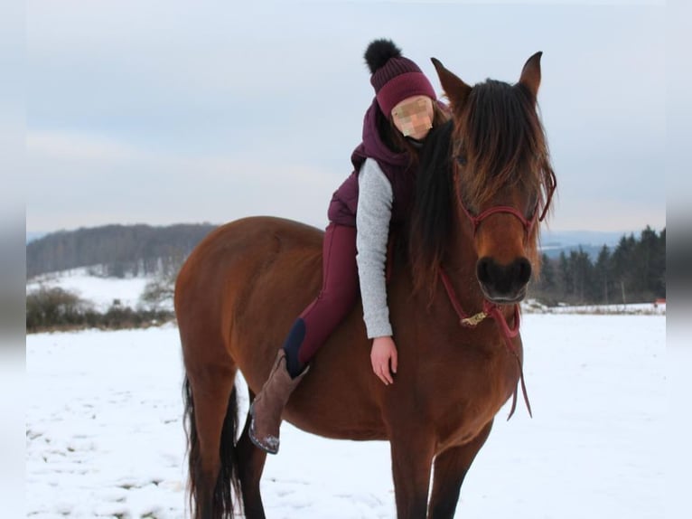 Sonstige Rassen Mix Stute 12 Jahre 155 cm Brauner in Lind