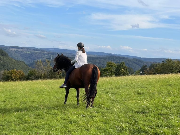 Sonstige Rassen Mix Stute 12 Jahre 155 cm Brauner in Lind