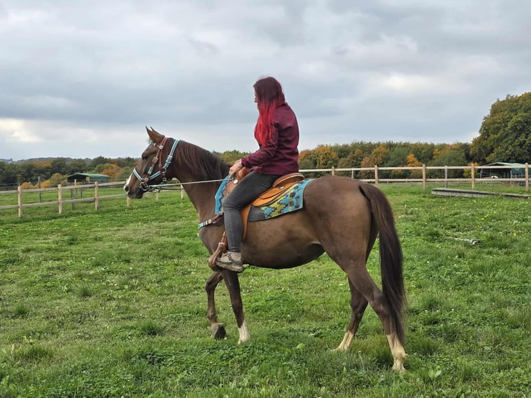 Sonstige Rassen Stute 12 Jahre 155 cm Brauner in Linkenbach