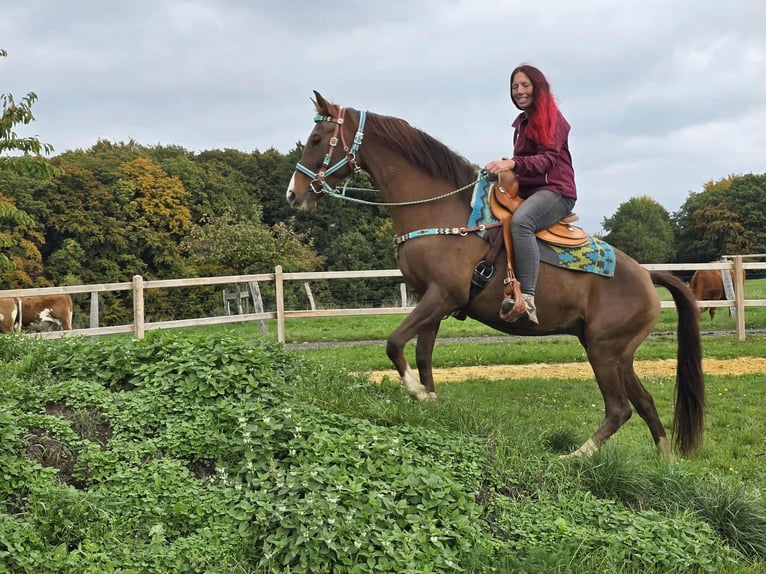 Sonstige Rassen Stute 12 Jahre 155 cm Brauner in Linkenbach