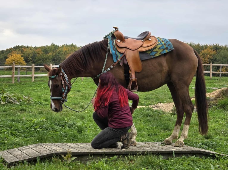 Sonstige Rassen Stute 12 Jahre 155 cm Brauner in Linkenbach