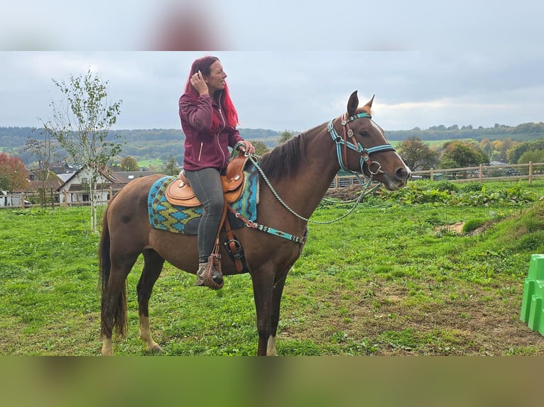 Sonstige Rassen Stute 12 Jahre 155 cm Brauner in Linkenbach