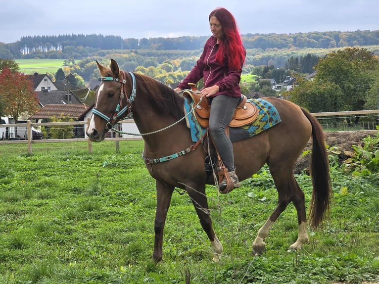 Sonstige Rassen Stute 12 Jahre 155 cm Brauner in Linkenbach