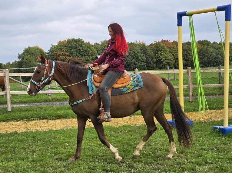 Sonstige Rassen Stute 12 Jahre 155 cm Brauner in Linkenbach