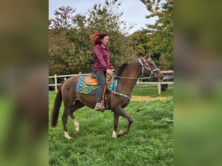 Sonstige Rassen Stute 12 Jahre 155 cm Brauner in Linkenbach