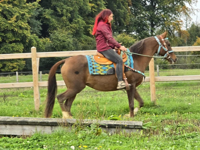 Sonstige Rassen Stute 12 Jahre 155 cm Brauner in Linkenbach