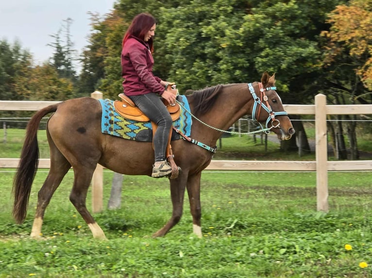 Sonstige Rassen Stute 12 Jahre 155 cm Brauner in Linkenbach