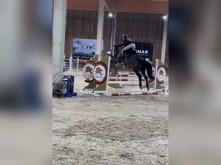 Sonstige Rassen Mix Stute 12 Jahre 156 cm Rappe in Vilvoorde