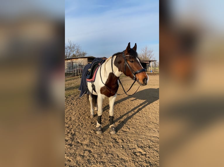 Sonstige Rassen Mix Stute 12 Jahre 158 cm Schecke in Wyhl am Kaiserstuhl
