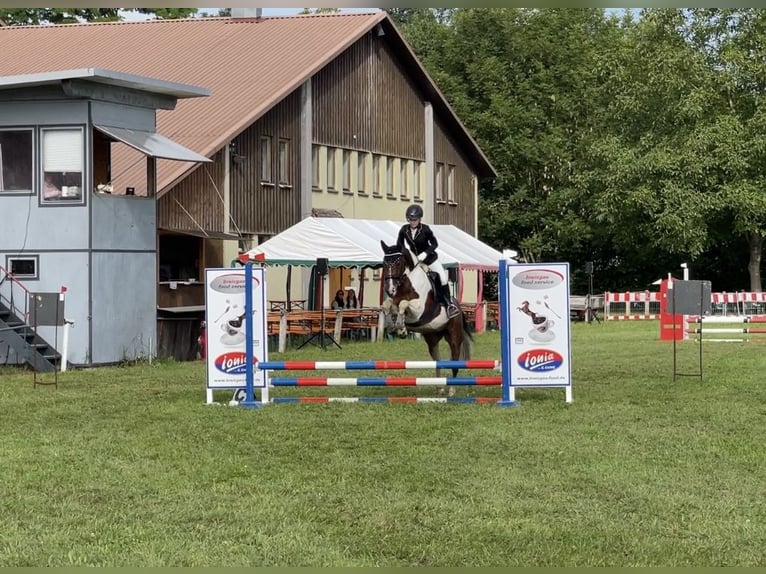 Sonstige Rassen Mix Stute 12 Jahre 158 cm Schecke in Wyhl am Kaiserstuhl