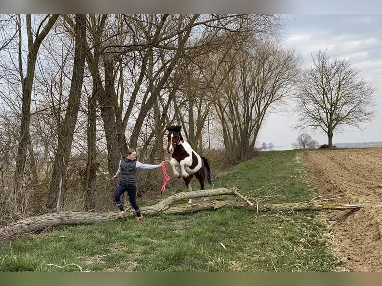 Sonstige Rassen Mix Stute 12 Jahre 158 cm Schecke in Wyhl am Kaiserstuhl