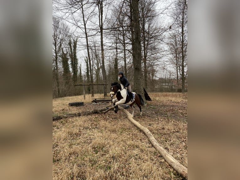 Sonstige Rassen Mix Stute 12 Jahre 158 cm Schecke in Wyhl am Kaiserstuhl