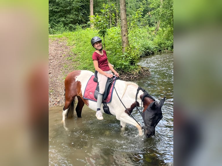 Sonstige Rassen Mix Stute 12 Jahre 158 cm Schecke in Wyhl am Kaiserstuhl
