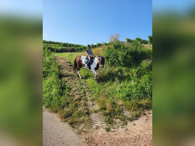 Sonstige Rassen Mix Stute 12 Jahre 158 cm Schecke in Wyhl am Kaiserstuhl