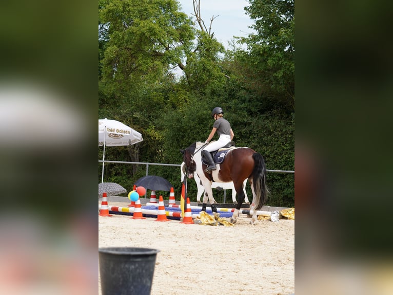 Sonstige Rassen Mix Stute 12 Jahre 158 cm Schecke in Wyhl am Kaiserstuhl