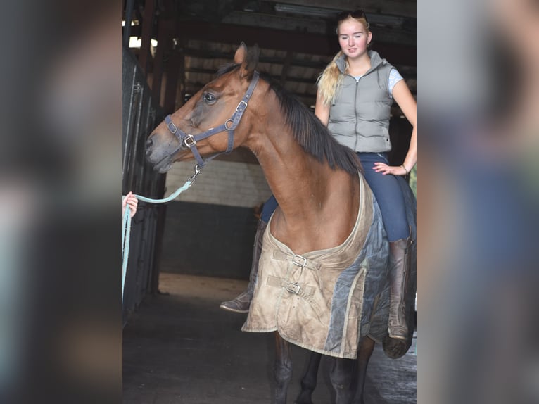 Sonstige Rassen Stute 12 Jahre 160 cm Brauner in Achtmaal