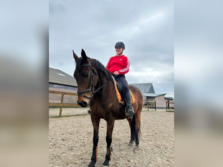 Sonstige Rassen Stute 12 Jahre 160 cm Brauner in Achtmaal