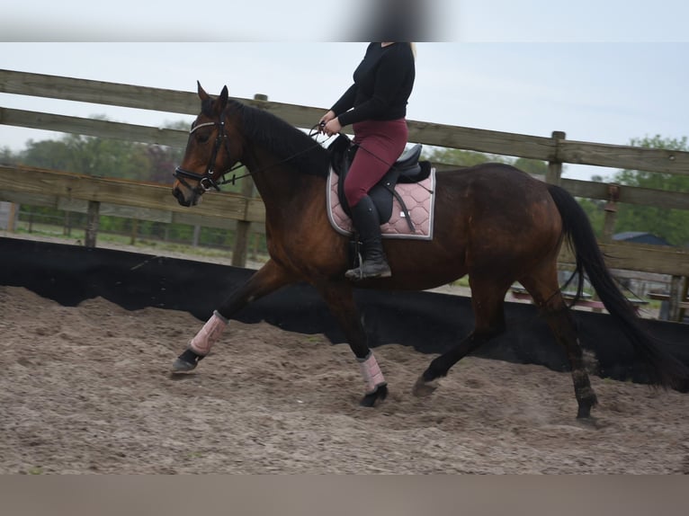 Sonstige Rassen Stute 12 Jahre 160 cm Brauner in Achtmaal