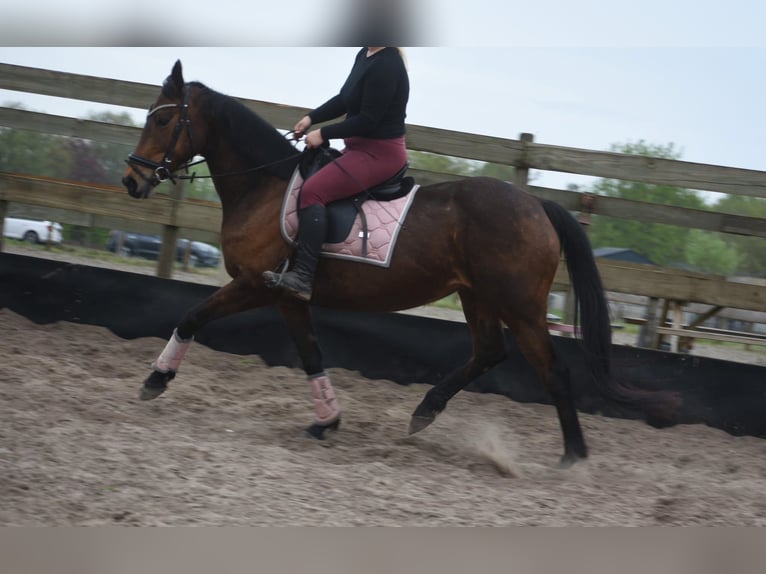 Sonstige Rassen Stute 12 Jahre 162 cm Brauner in Achtmaal
