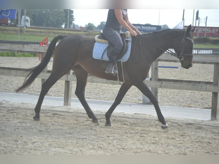 Sonstige Rassen Stute 12 Jahre 164 cm Schwarzbrauner in Breda