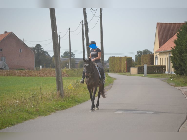Sonstige Rassen Stute 12 Jahre 164 cm Schwarzbrauner in Breda