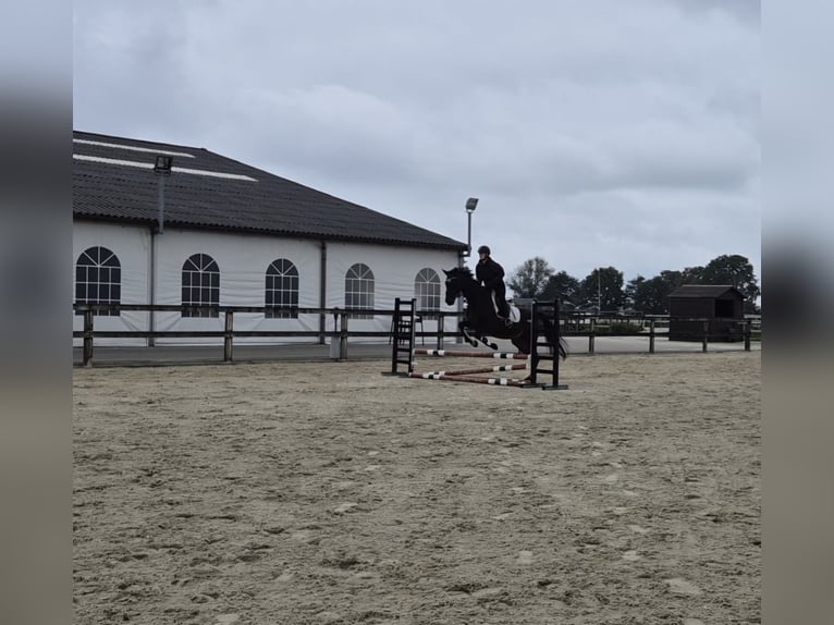 Sonstige Rassen Stute 12 Jahre 164 cm Schwarzbrauner in Breda