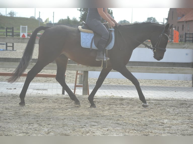 Sonstige Rassen Stute 12 Jahre 164 cm Schwarzbrauner in Breda