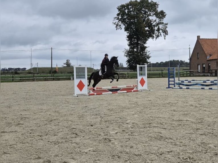 Sonstige Rassen Stute 12 Jahre 164 cm Schwarzbrauner in Breda
