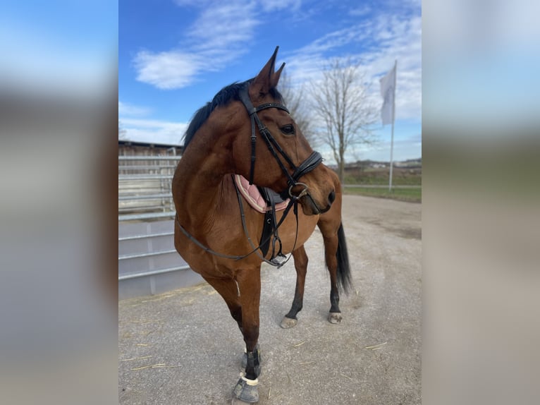 Sonstige Rassen Stute 12 Jahre 167 cm Brauner in Bretzfeld