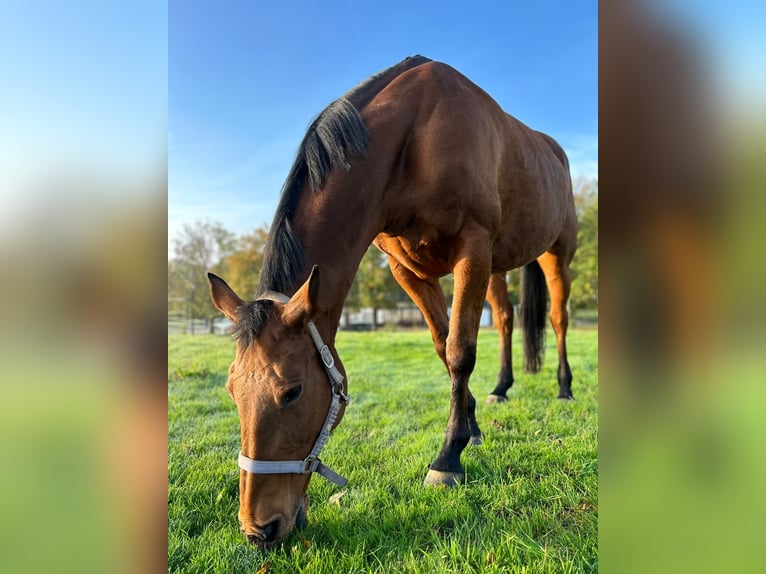 Sonstige Rassen Stute 12 Jahre 167 cm Brauner in Bretzfeld
