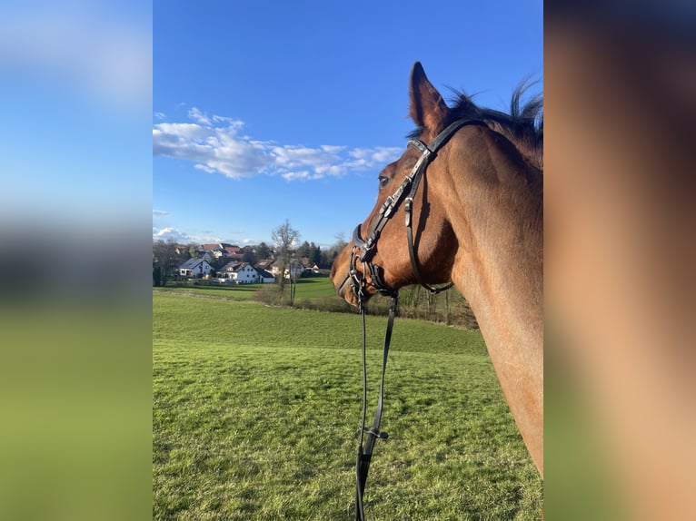 Sonstige Rassen Stute 12 Jahre 167 cm Brauner in Bretzfeld
