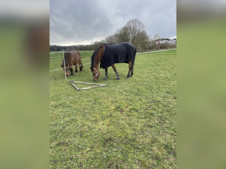 Sonstige Rassen Stute 12 Jahre 167 cm Brauner in Bretzfeld