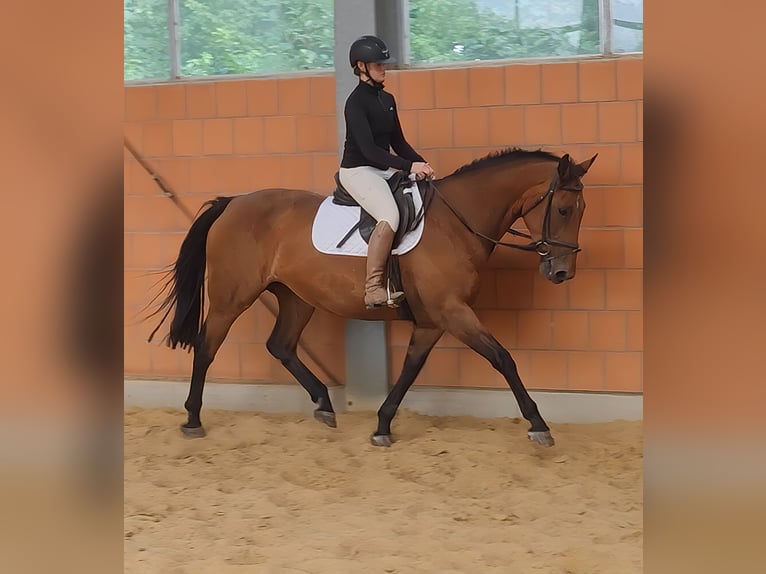 Sonstige Rassen Stute 12 Jahre 168 cm Brauner in Lage