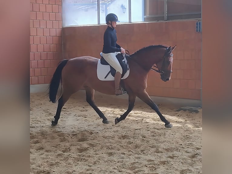 Sonstige Rassen Stute 12 Jahre 168 cm Brauner in Lage