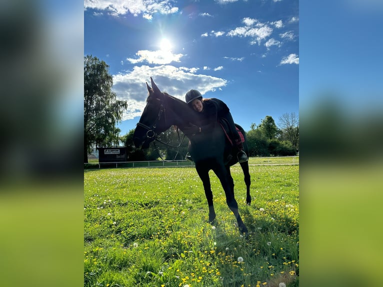 Sonstige Rassen Stute 12 Jahre 170 cm Rappe in Ampflwang