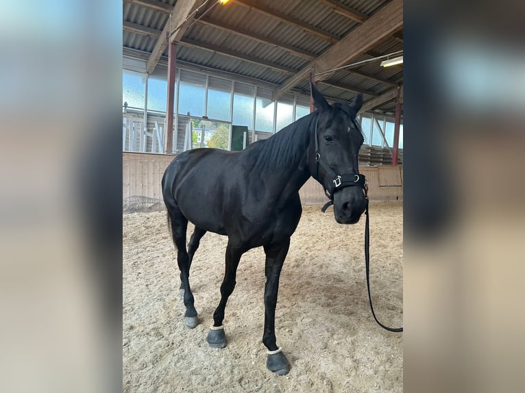 Sonstige Rassen Stute 12 Jahre 170 cm Rappe in Ampflwang