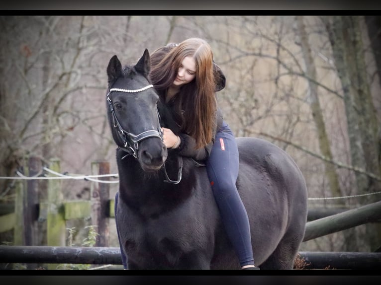 Sonstige Rassen Mix Stute 13 Jahre 135 cm Rappe in Hamburg