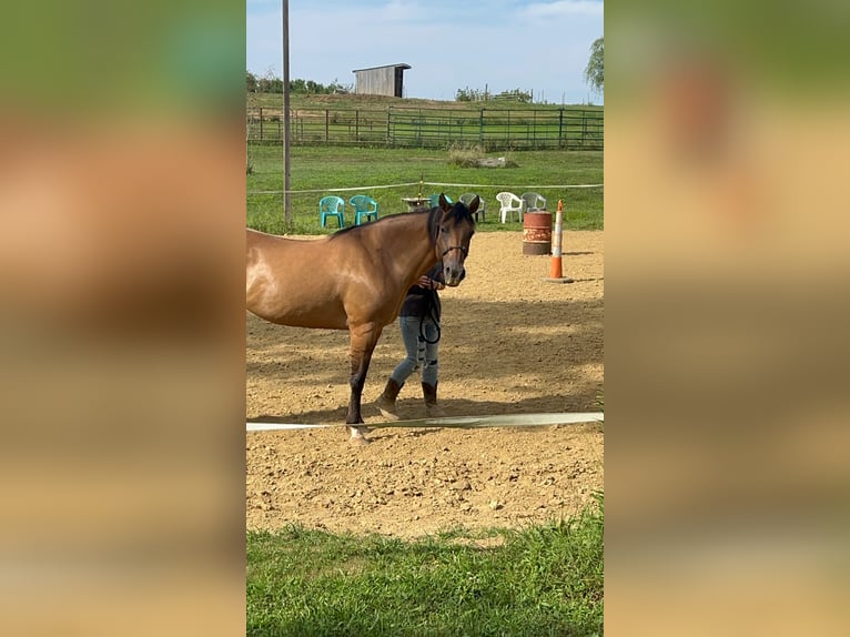 Sonstige Rassen Stute 13 Jahre 152 cm Falbe in Irwin