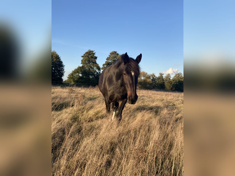 Sonstige Rassen Mix Stute 13 Jahre 155 cm Brauner in Seevetal