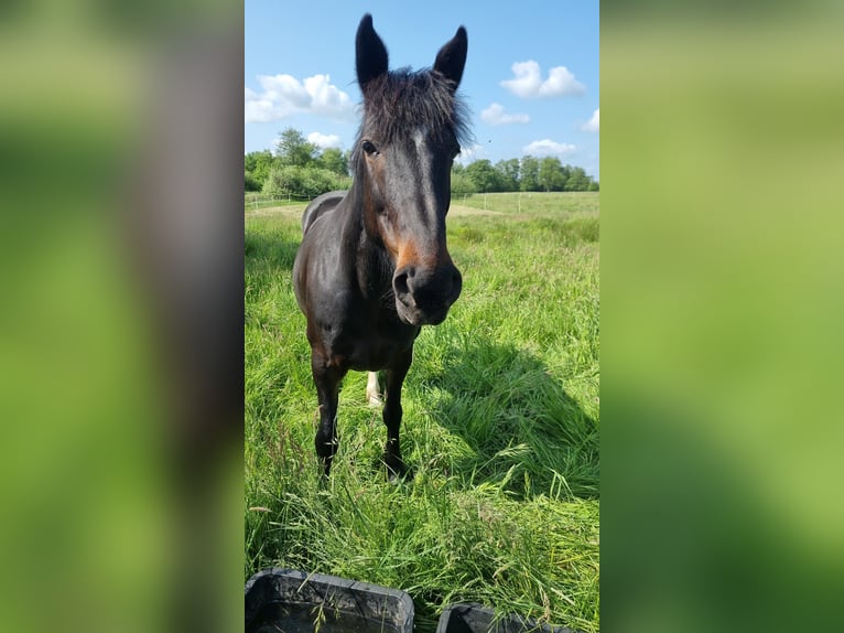 Sonstige Rassen Mix Stute 13 Jahre 155 cm Brauner in Seevetal