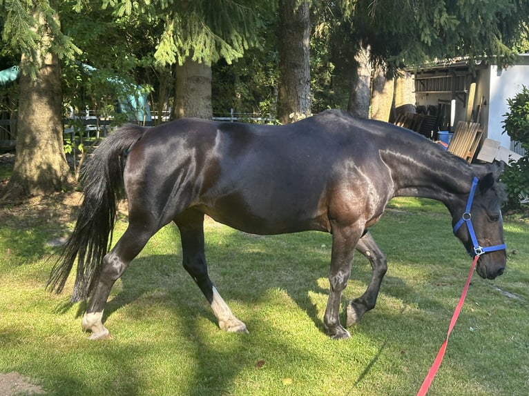 Sonstige Rassen Mix Stute 13 Jahre 155 cm Brauner in Seevetal