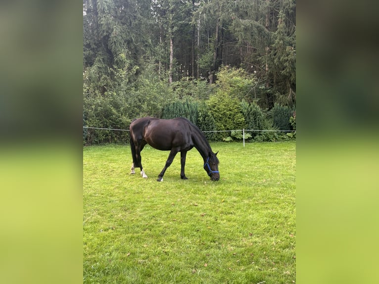 Sonstige Rassen Mix Stute 13 Jahre 155 cm Brauner in Seevetal