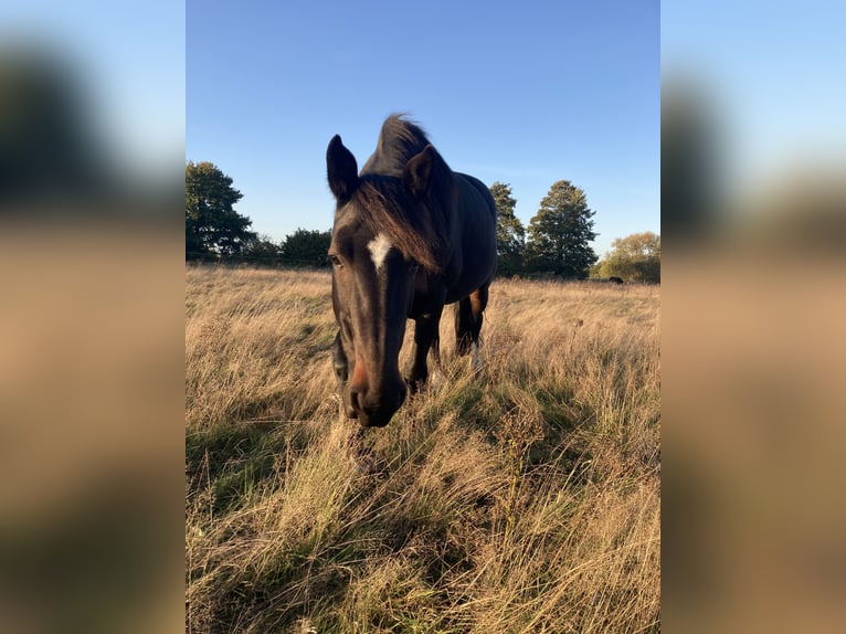 Sonstige Rassen Mix Stute 13 Jahre 155 cm Brauner in Seevetal