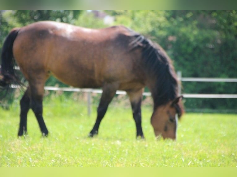 Sonstige Rassen Mix Stute 13 Jahre 155 cm Rotbrauner in Hohenwart