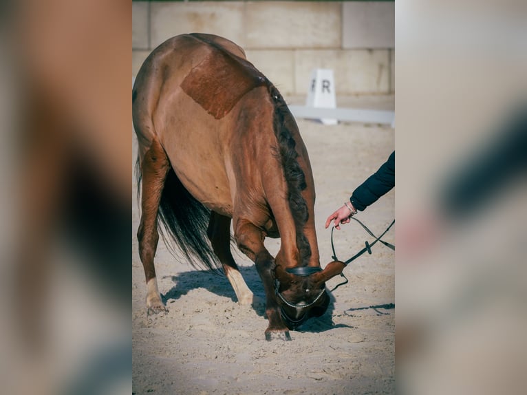 Sonstige Rassen Stute 13 Jahre 157 cm Dunkelfuchs in Nettersheim