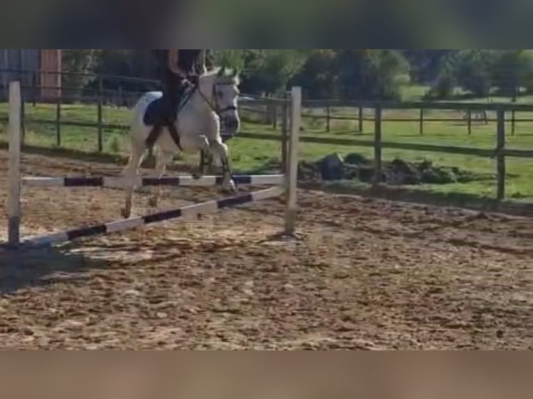 Sonstige Rassen Mix Stute 13 Jahre 157 cm Schimmel in Oldendorf
